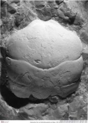 Historisches Foto von Eodromites grandis (von Meyer, 1857) (NHMW-AFW-GEO-BACHMAYER-FOTO-1990-0041-3303)